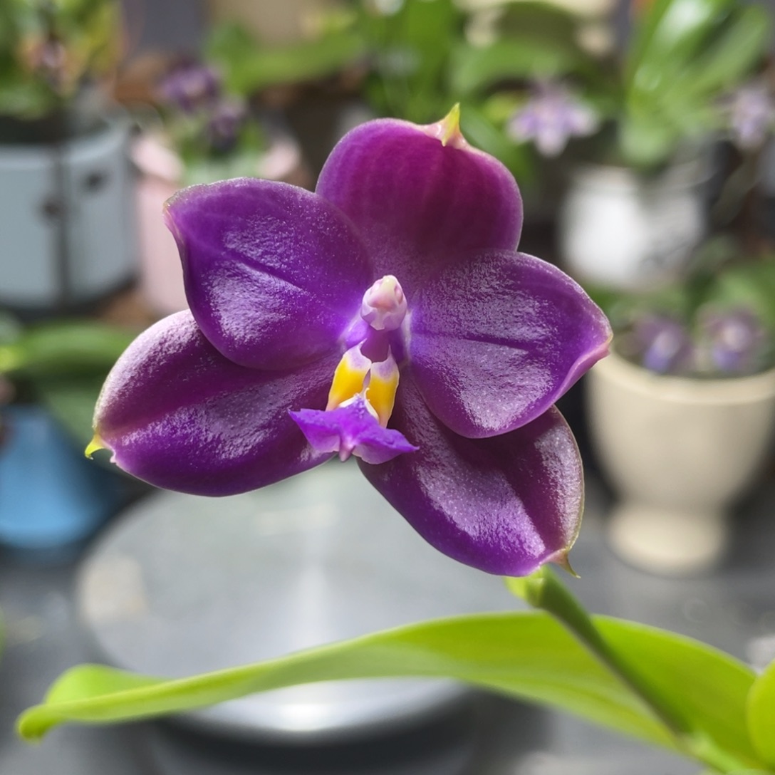 完全开放YC50，2.5杯开花株