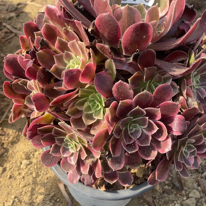 无花朵890多肉植物金丝雀