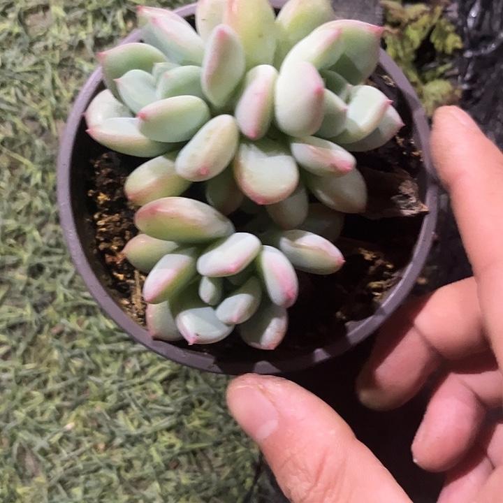 荷花朵朵三头尺寸8