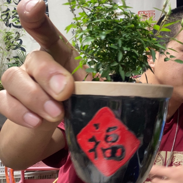 H***o以实际为准盆景盆栽绿植15