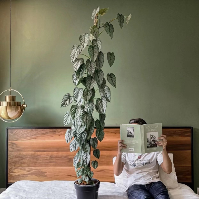 【二木林】（白兰地蔓绿绒）室内绿植好养 原盆原土发货