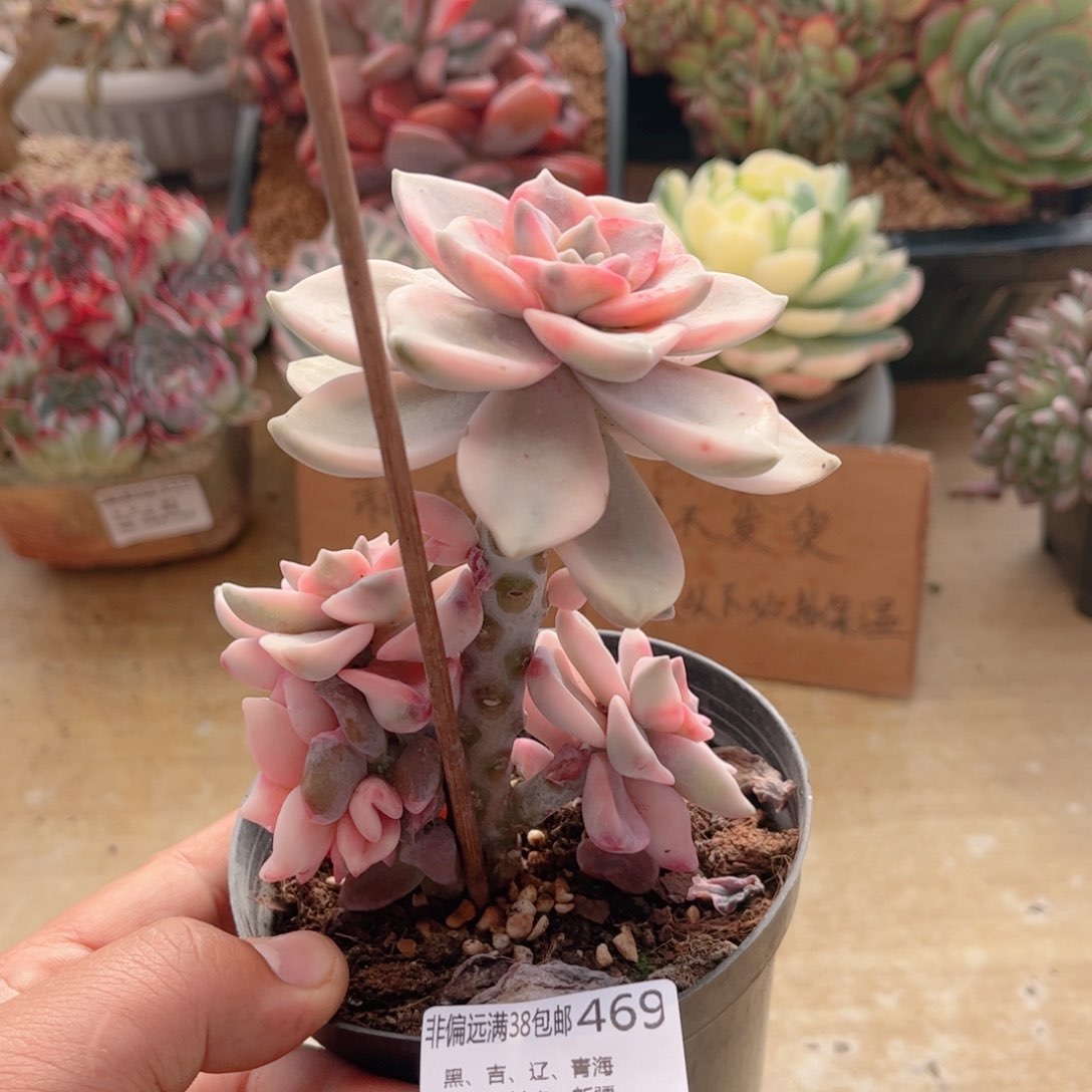 469紫乐锦德华多肉