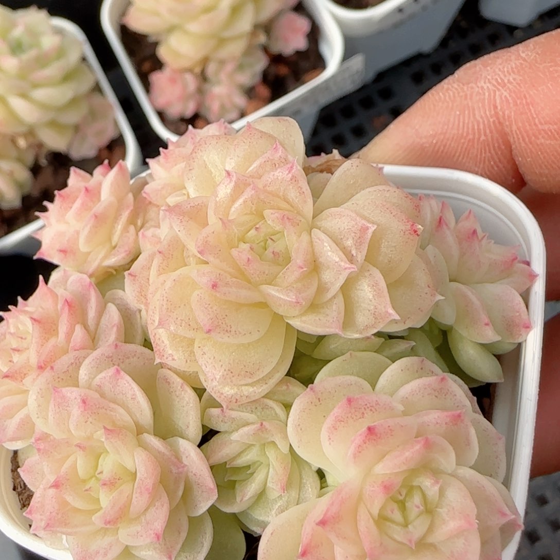 【闪购商品】0212-115（ht-140）