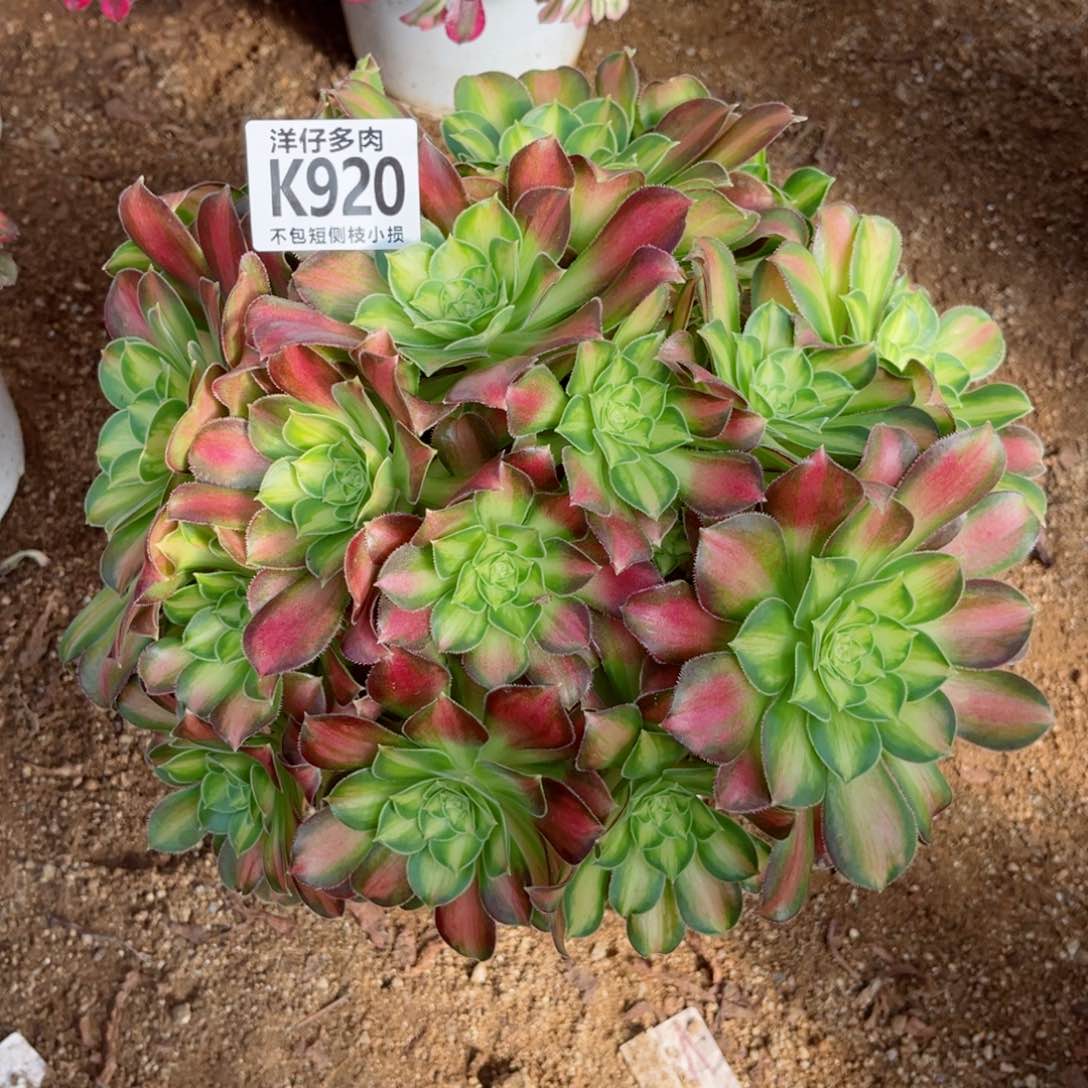 920韶华 冠幅25左右