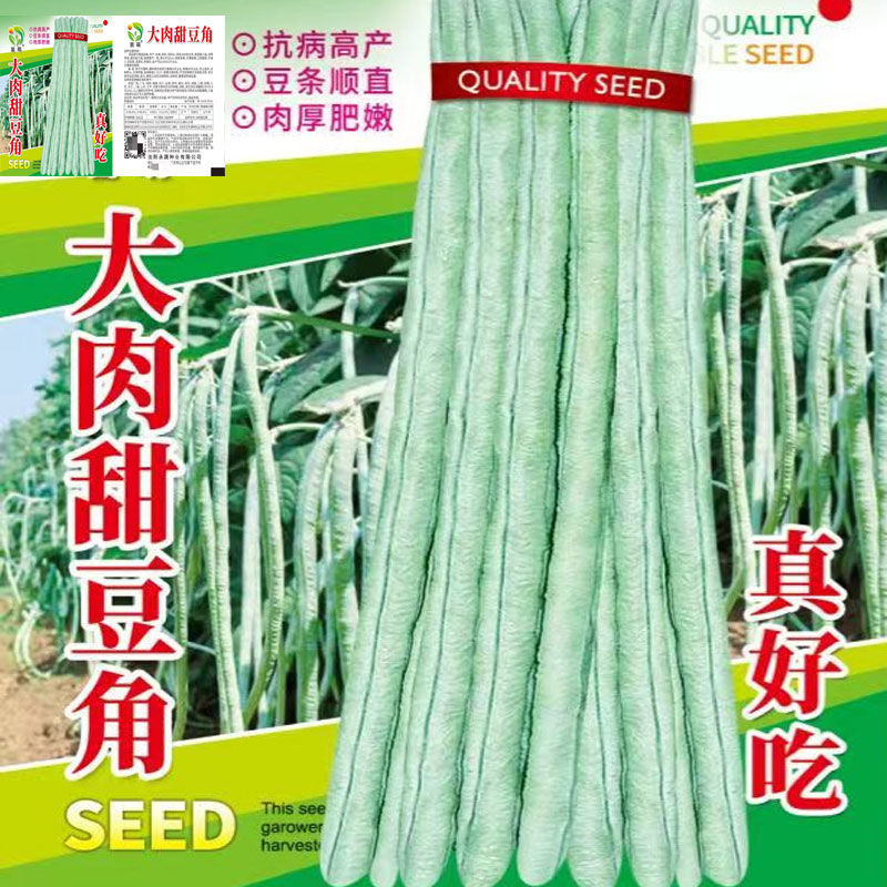 大肉甜豆角种子油白豆角种子春夏秋播厚肉青白长豇豆易种蔬菜种子