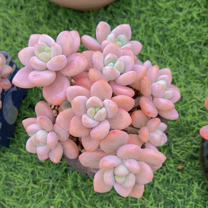 健健康康平平安安