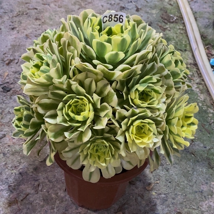 绿豆沙多肉植物856