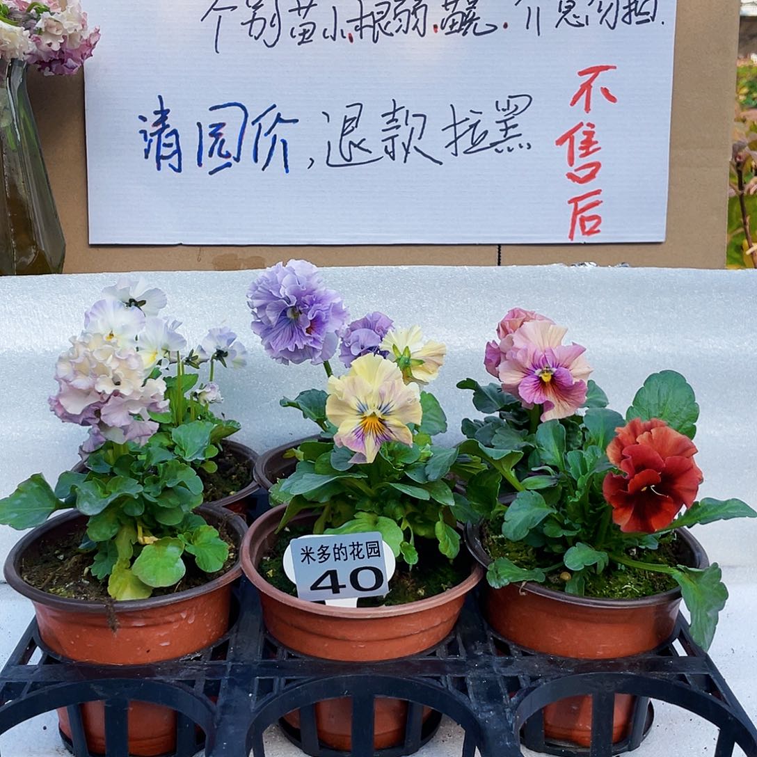 大部分花苞少量开放40