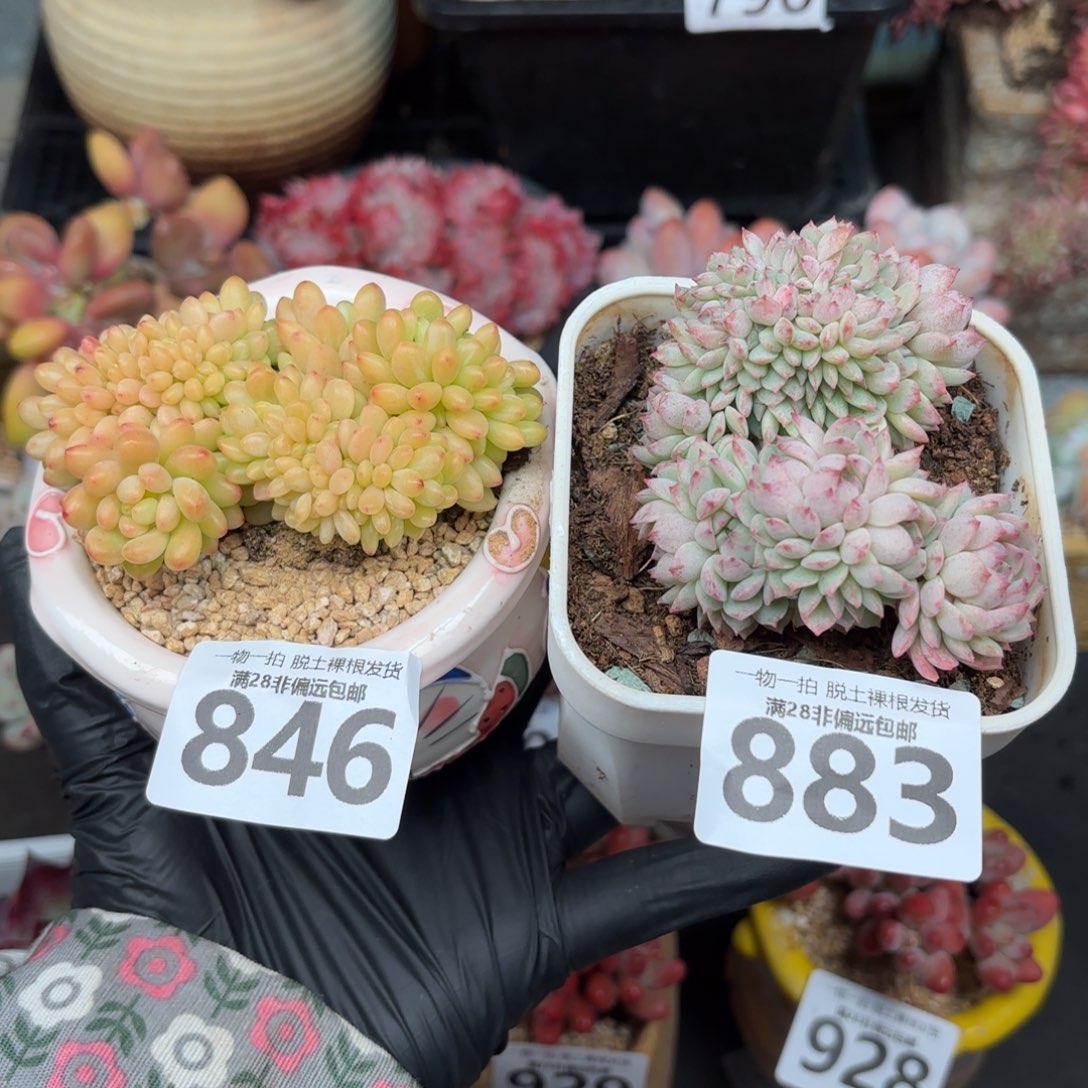 D***g香格里拉缀化846  小粉梅缀化883两棵无盆土发货