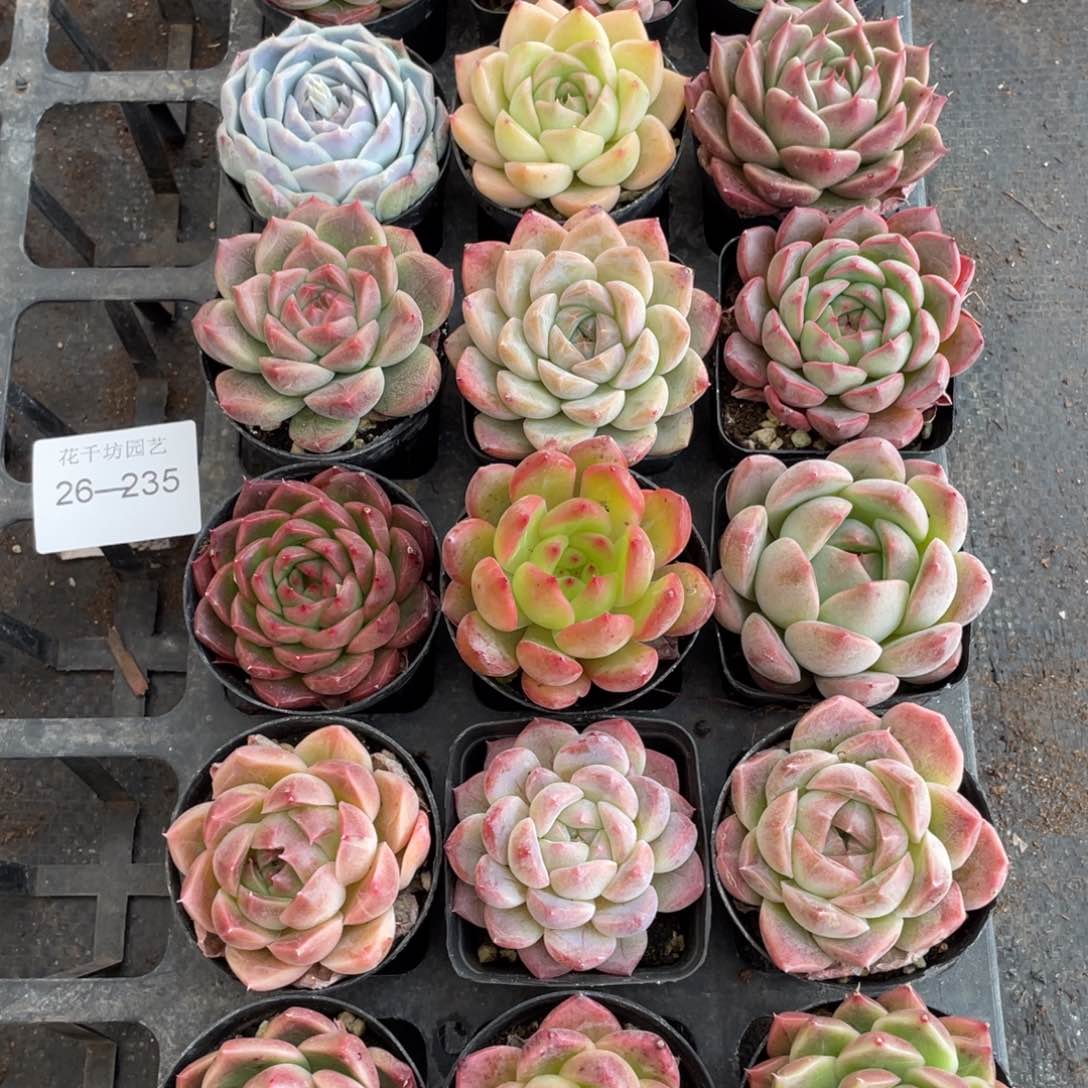 一物一拍18棵26-235