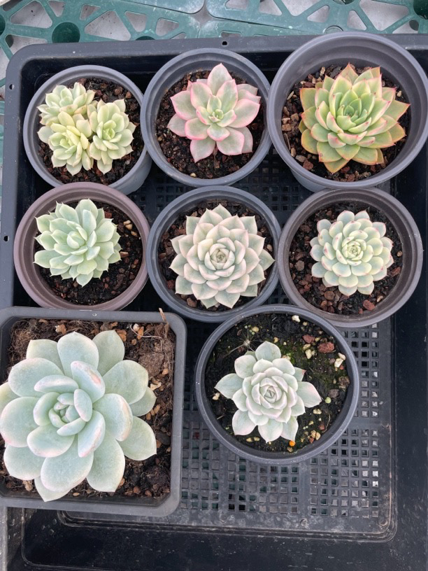 新手好养室内盆栽多肉植物带盆土易活稀有创意小花卉
