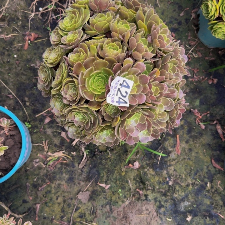 荷兰玫瑰29-11包邮花花