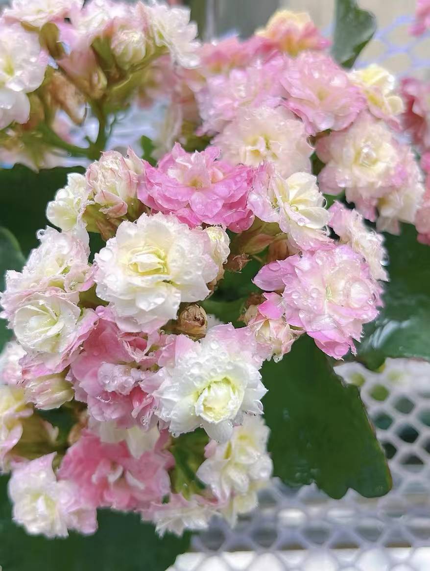 【彩虹糖】130大盆重瓣（两单起发）