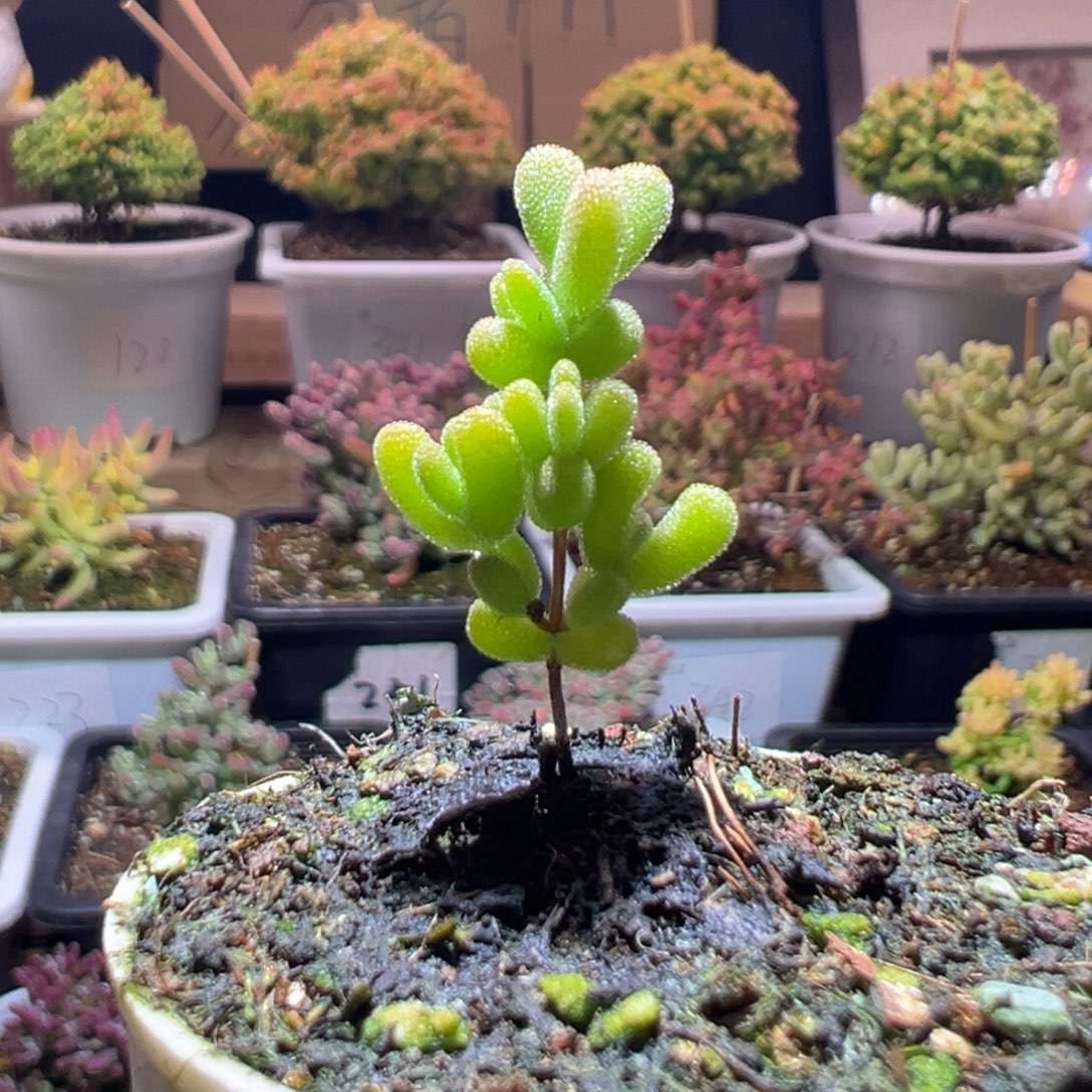 353莱斯锦一物一拍包开箱