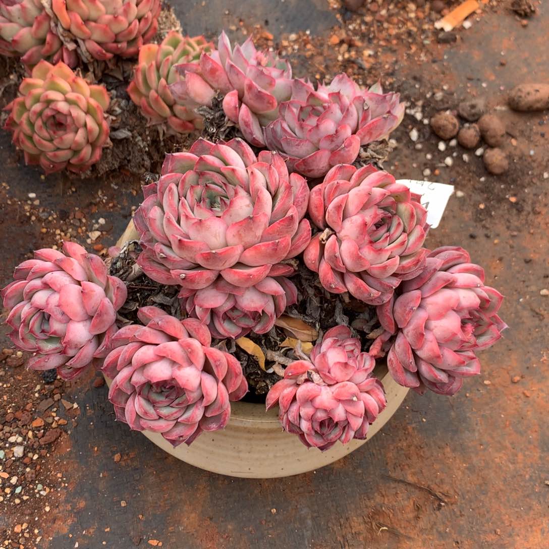 344杂交基地基地18冠