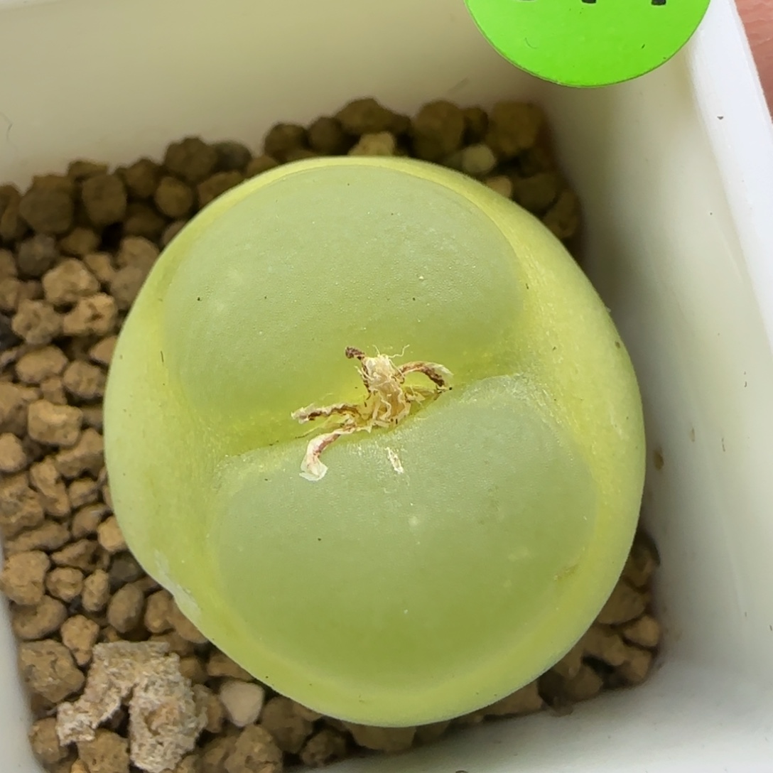 拉登2.7有疤多肉植物814