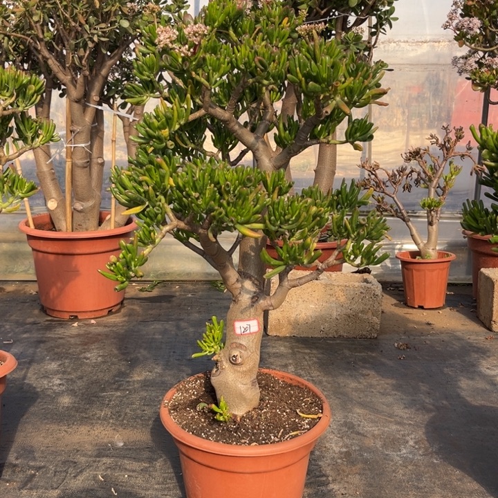 1207吸财树半土球发