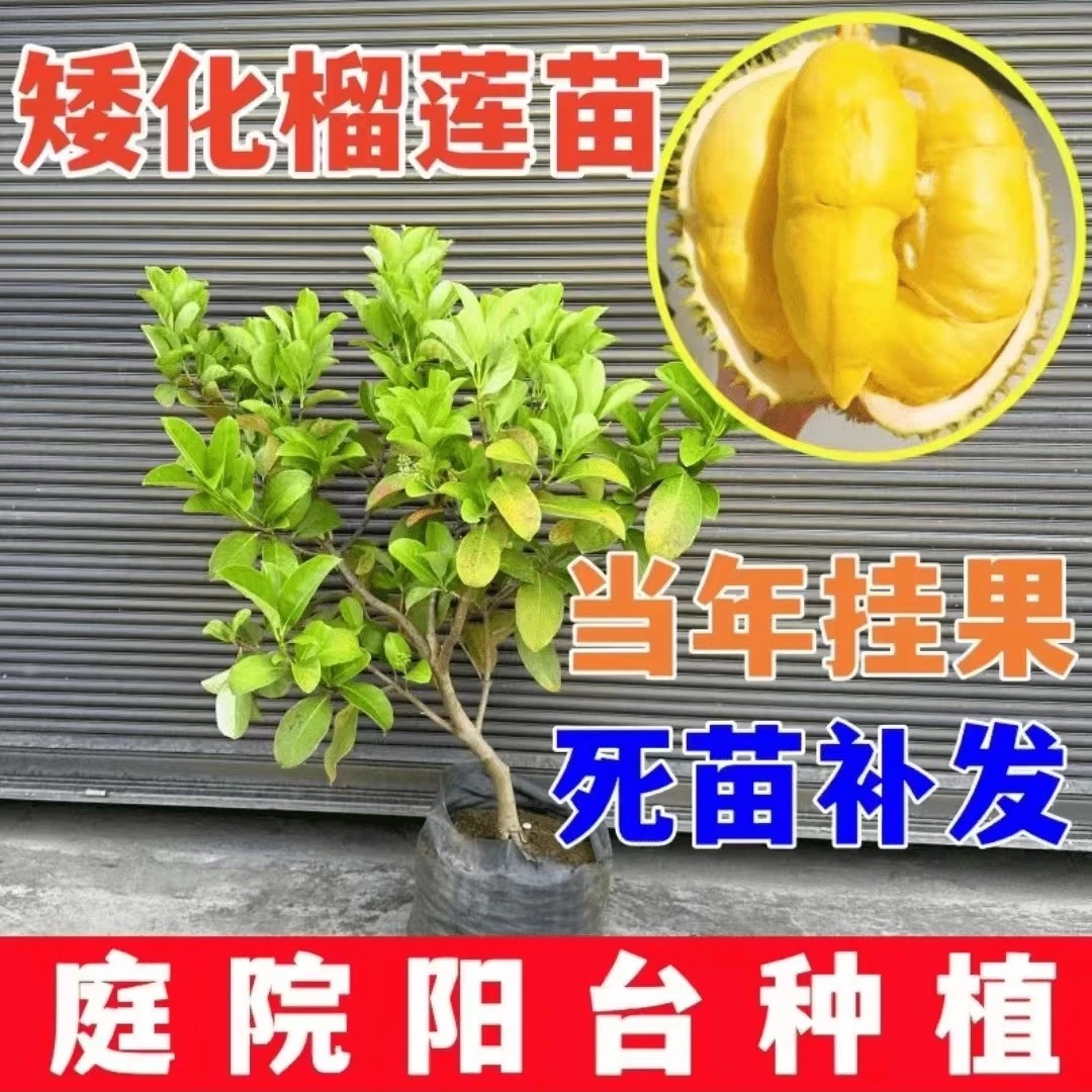 榴莲树果苗嫁接金枕猫山王榴莲苗当年结果正宗榴莲树苗