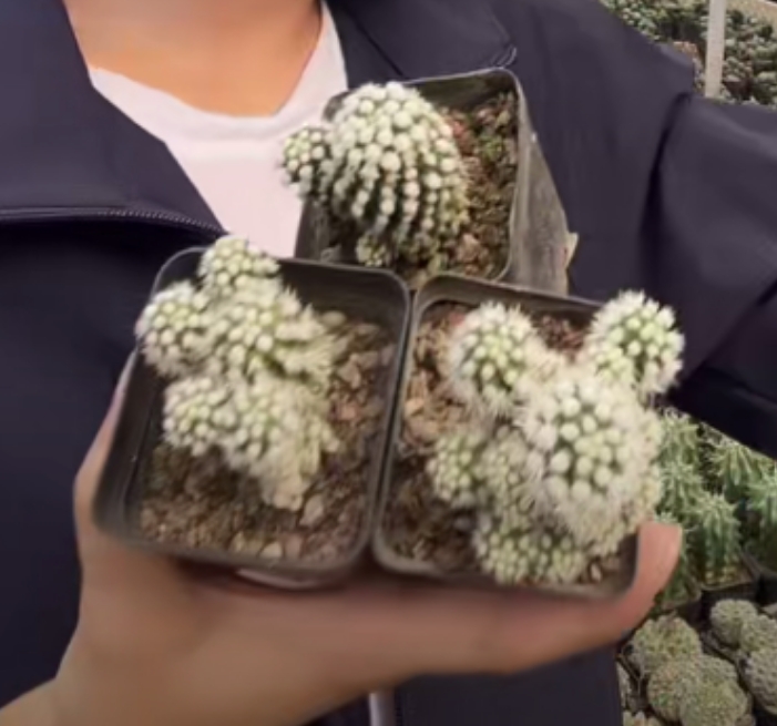 二妹园艺【 3颗 小明日香姬 自根 】仙人球满18包邮随机发