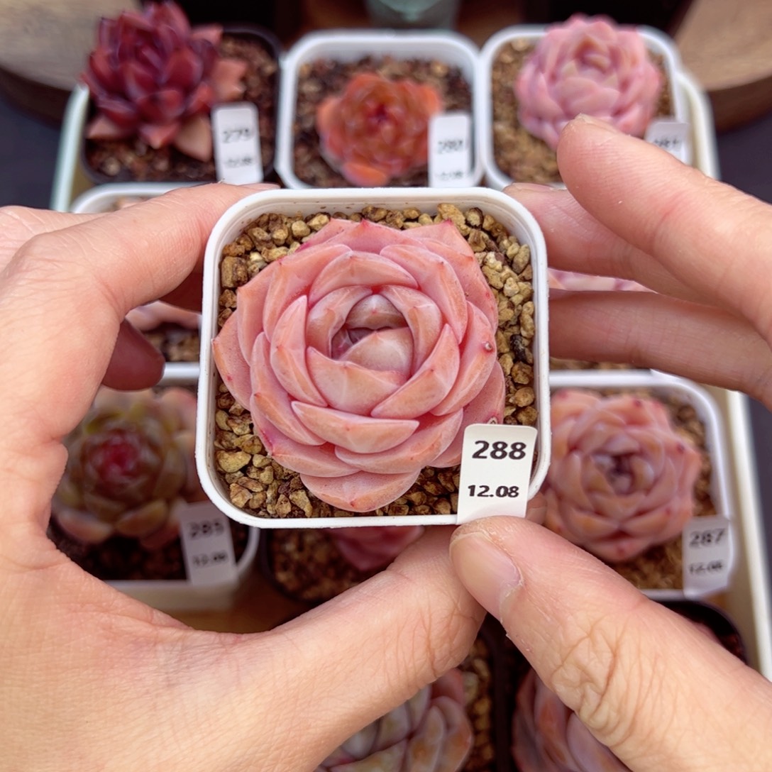 好好看288、哈哈哈