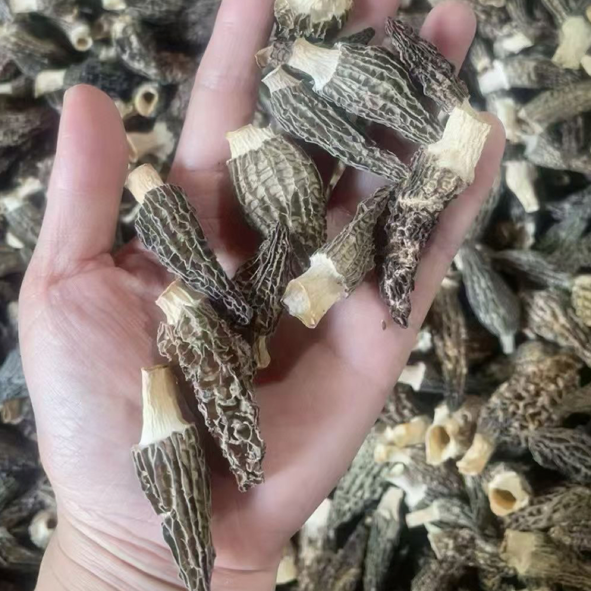 头茬小个羊肚菌.自吃划算