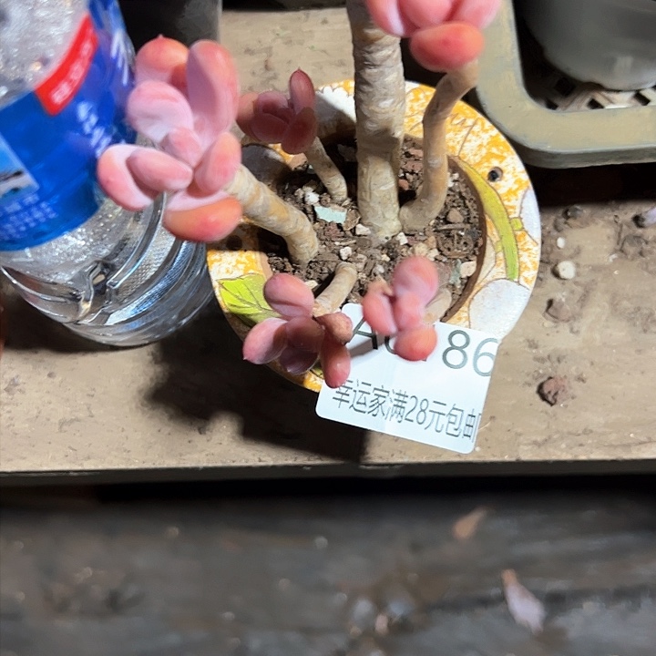 幸运的是我的朋友