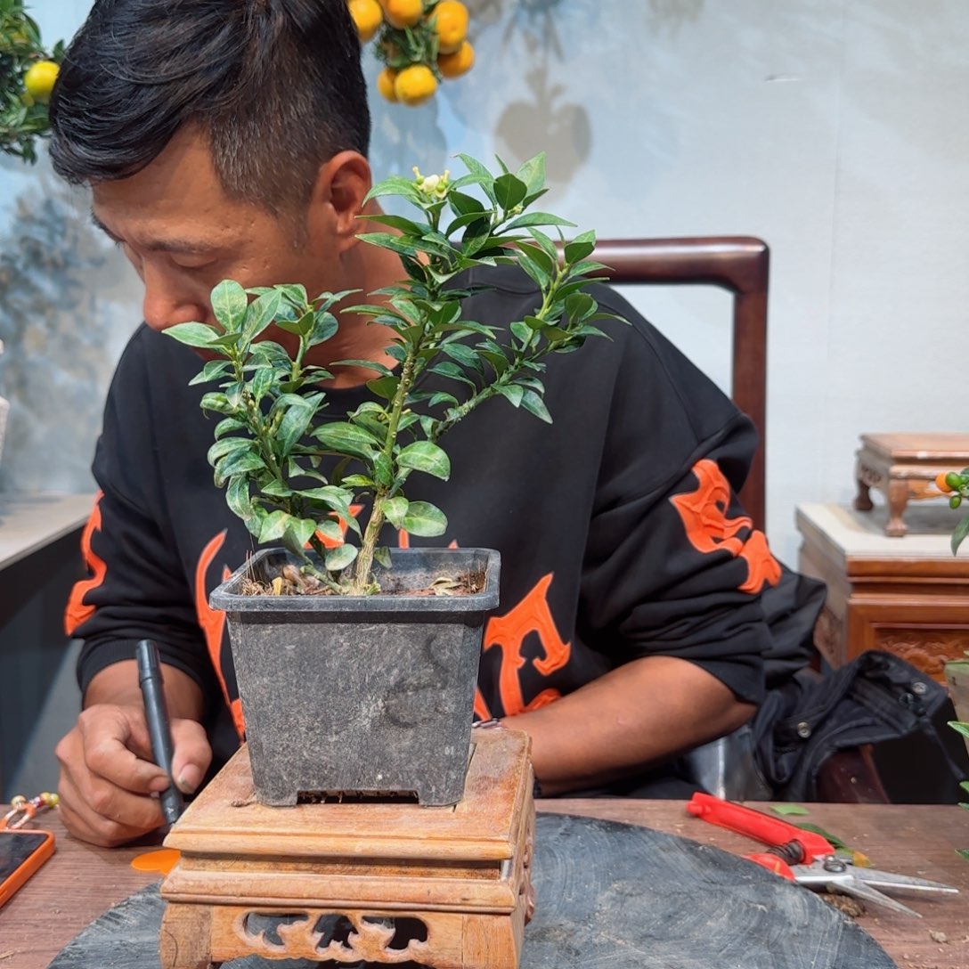 当前无花朵，栽培后可花朵俗*