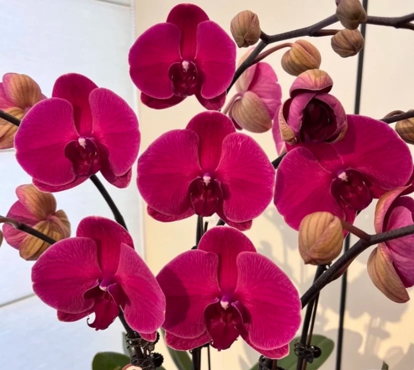 【朝阳】蝴蝶兰苗子3.0杯带花剑丝绒质感名贵品种叶片微瑕介意勿拍