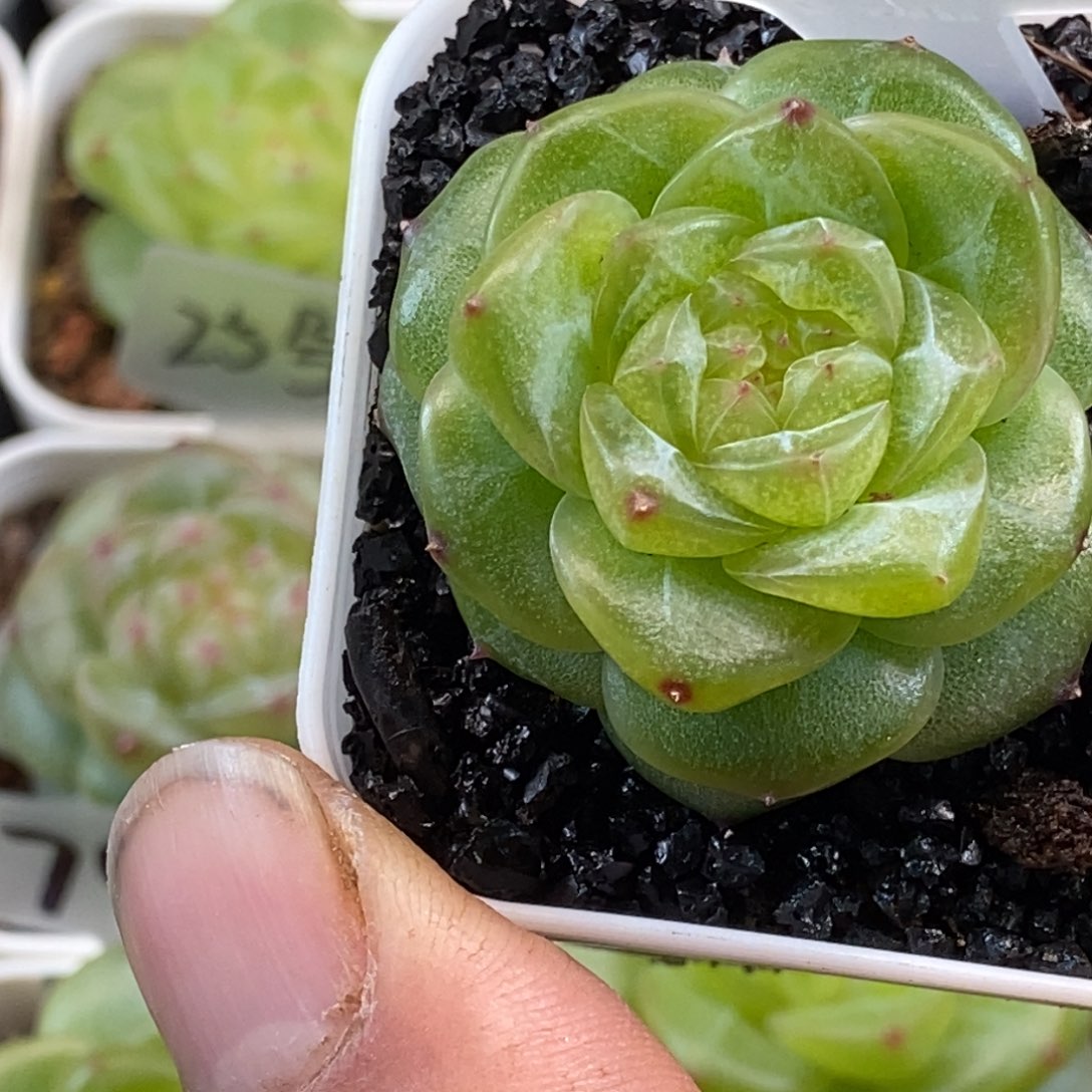 新品无名喜欢的去拍哦……