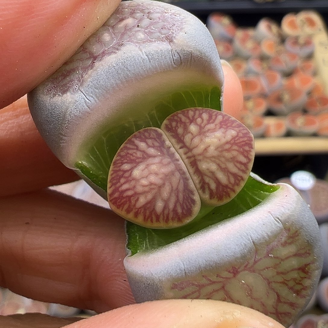1517核心菊3代株福利炸