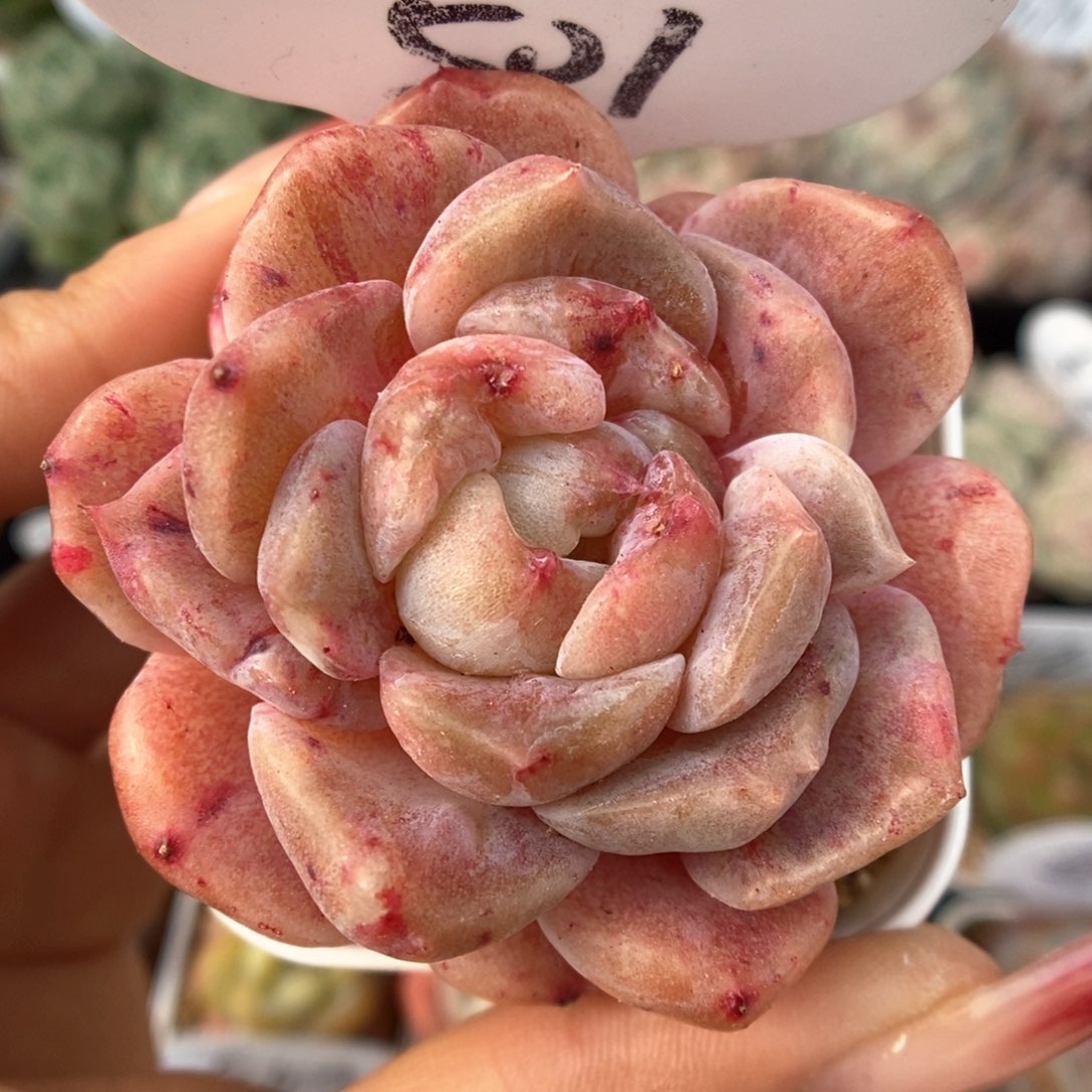 糖心石化可拍501号。