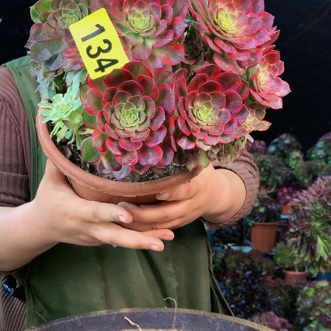 柒哥多肉精品不包断侧枝134