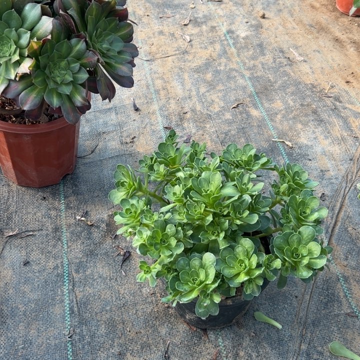 75树玫瑰多肉多肉多肉