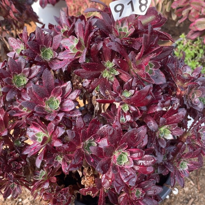 918多肉植物安娜有砍