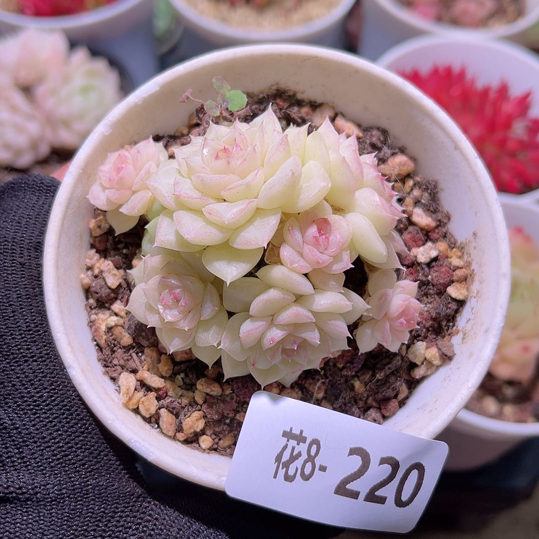 花08-220白天鹅群