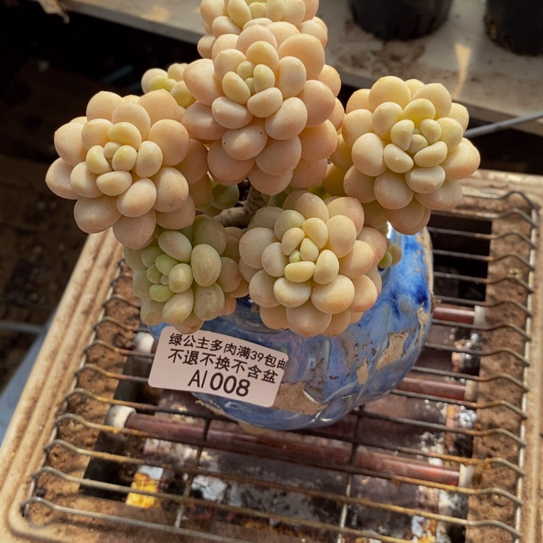 洛可可008/10cm多肉