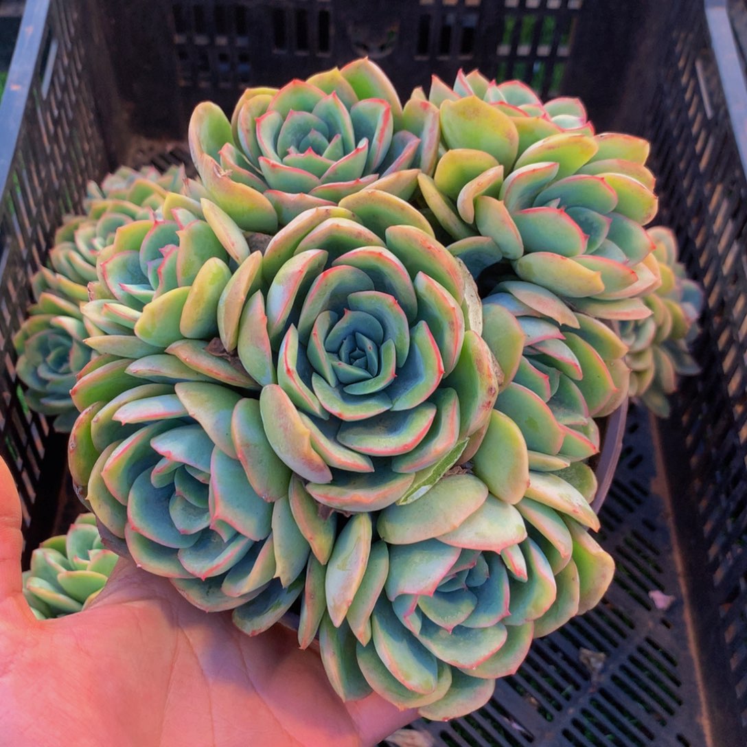 六头起晨露带盆土