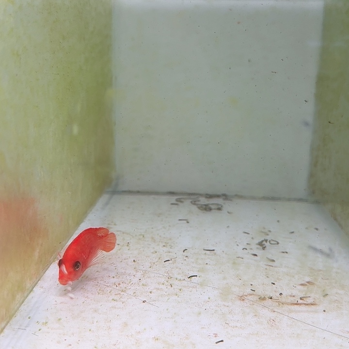 海水鱼317号太阳花母鱼