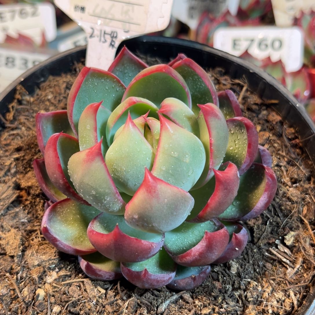 惊鸿一瞥632号多肉