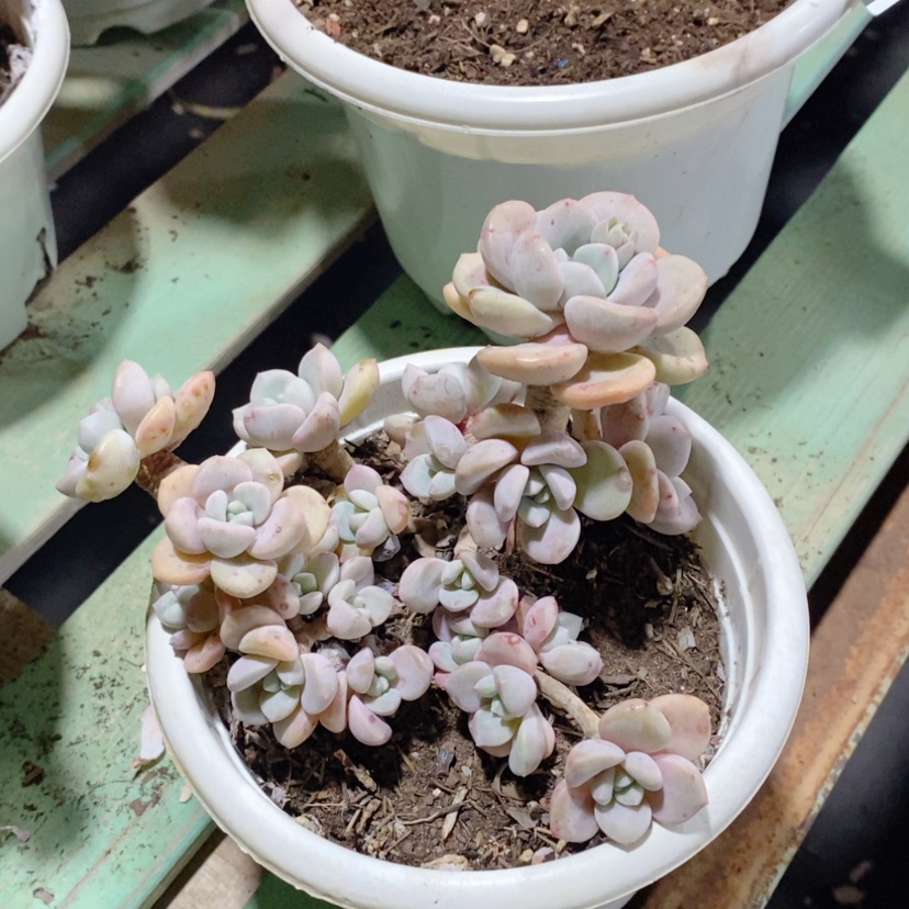 【闪购商品】白鹭16132