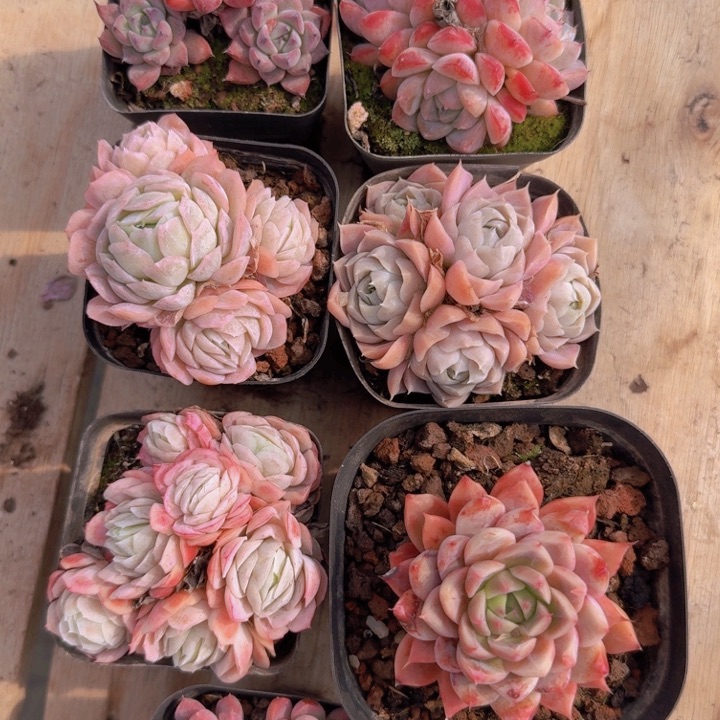 多肉一物一拍可挑选