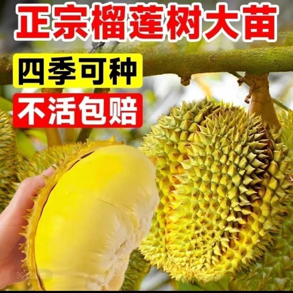 猫山王金枕头榴莲苗耐寒耐热新品种矮化南北方均可种植带土带叶子