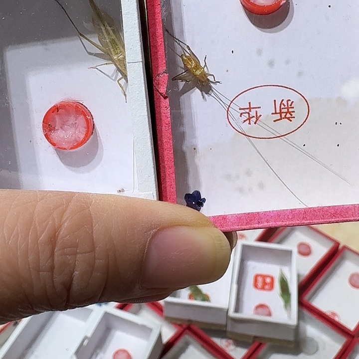 X***野蟋蟀冬大黄蛉长须和柬埔寨竹蛉各一