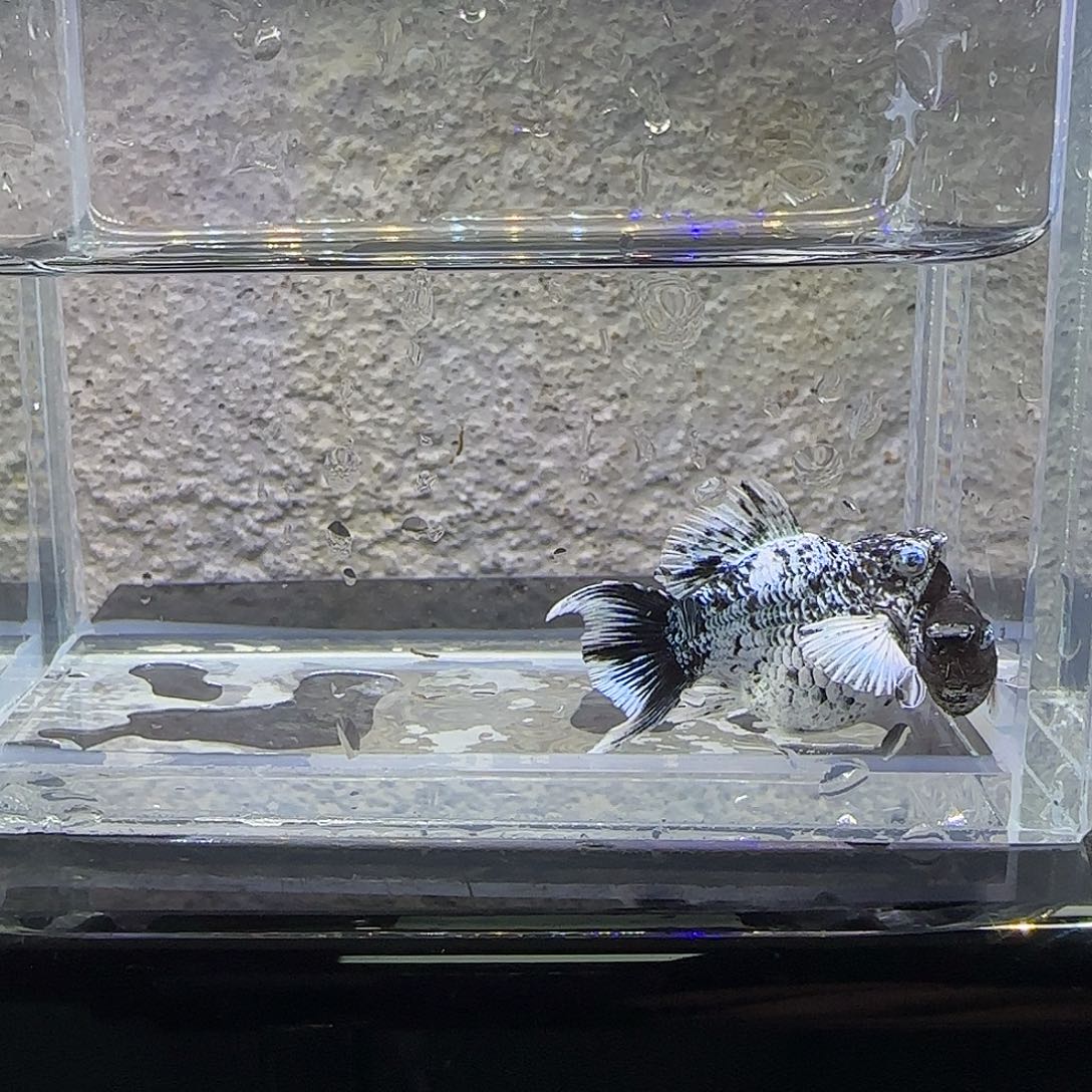 黑玛丽鱼电镀玛丽。73号