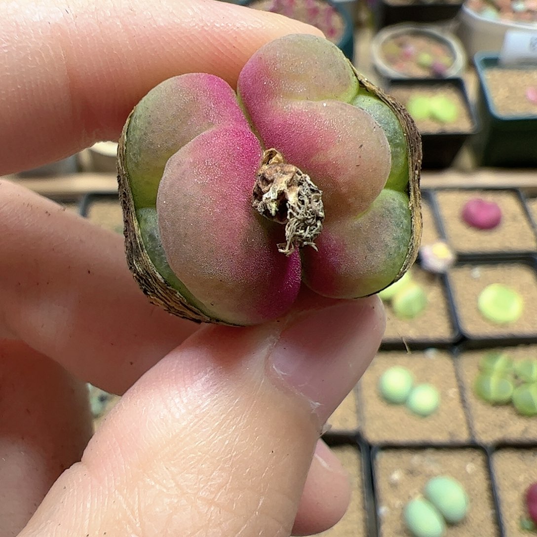 【闪购商品】122 怪