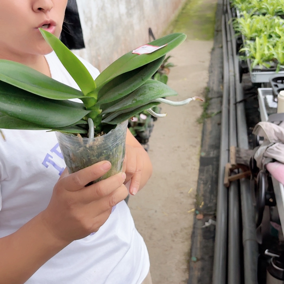 无花朵小白一物一拍高品质