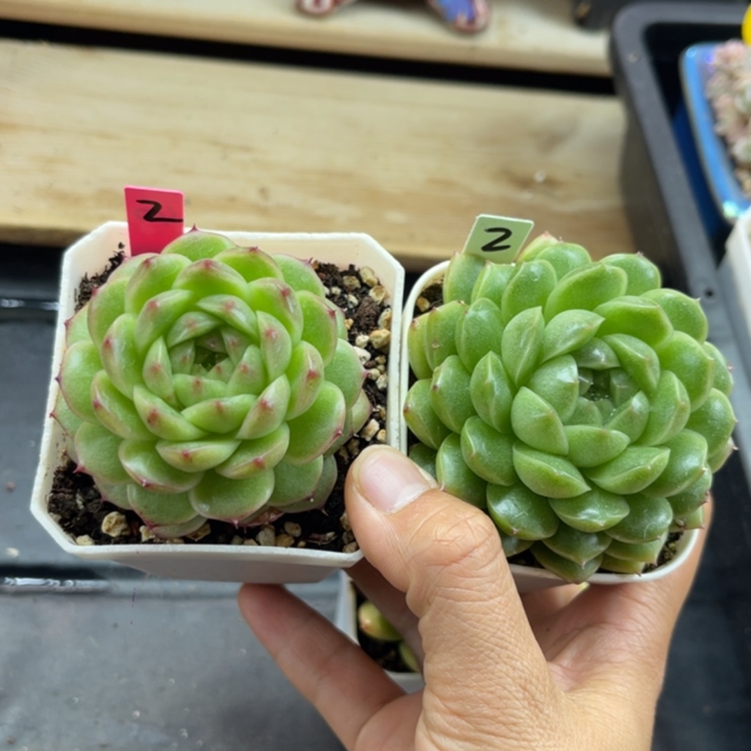 青柠麦秆2，菠萝蜜麦秆2