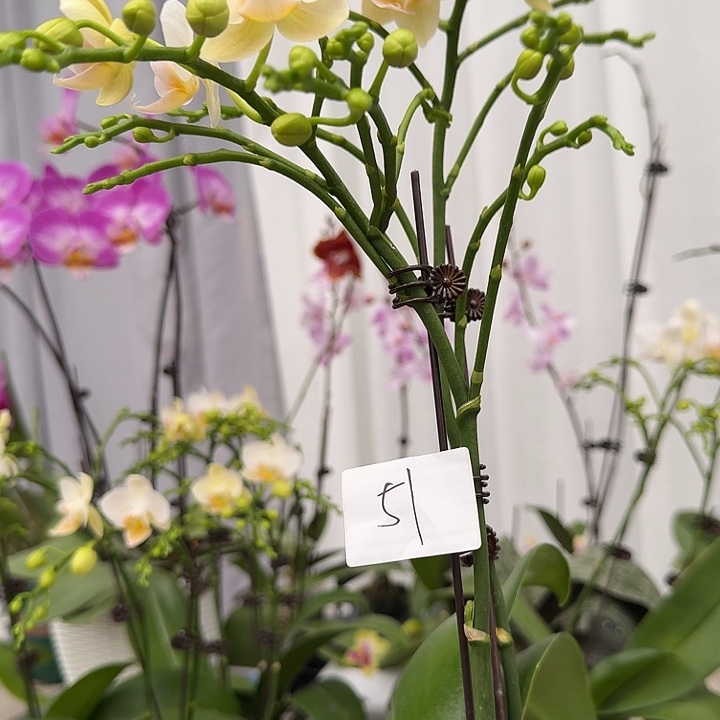 籼***羽大部分开放少量花苞51