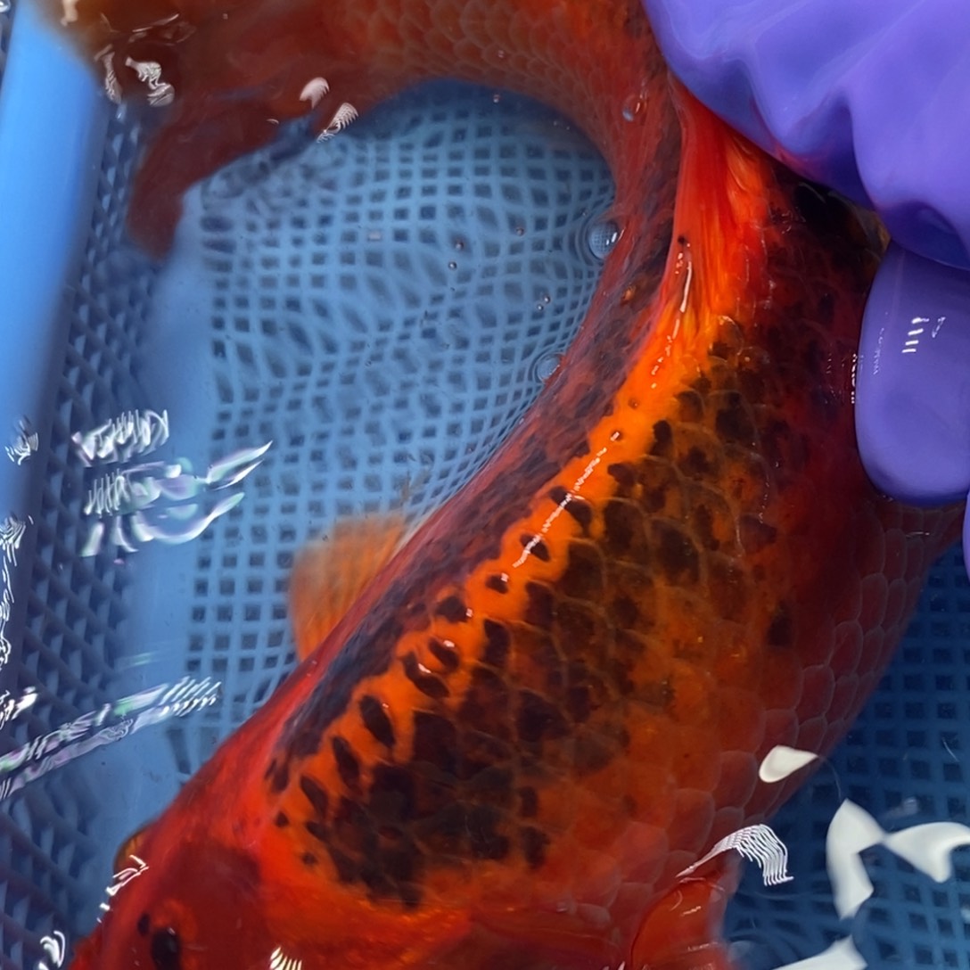 锦鲤四*冷水锦鲤包邮