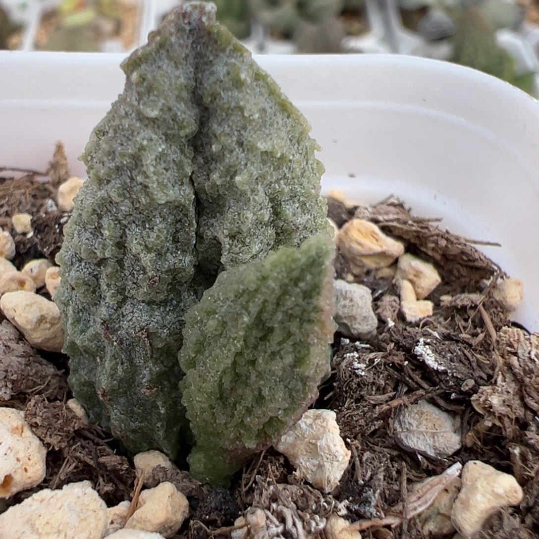 实生新品大苗多肉植物水泡